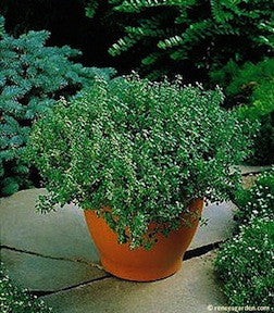 French Thyme