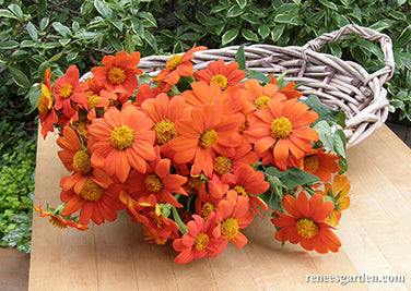 Heirloom Torch Tithonia