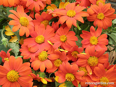 Heirloom Torch Tithonia