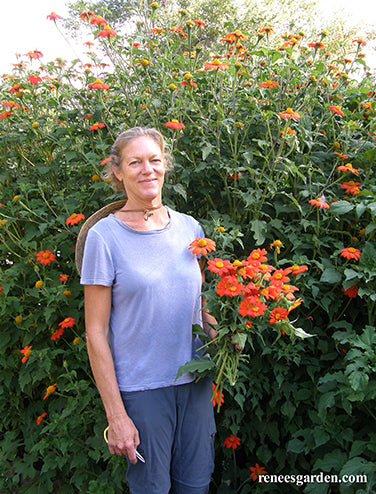 Heirloom Torch Tithonia