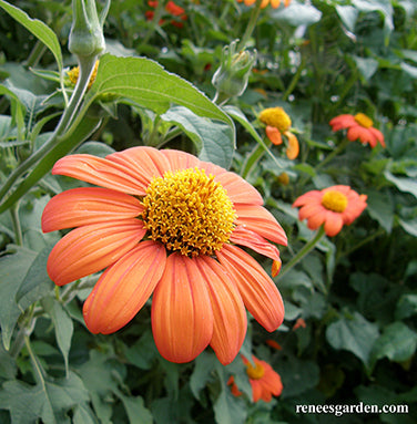 Heirloom Torch Tithonia