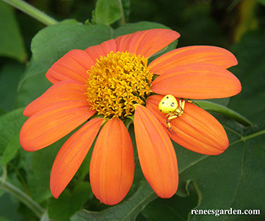 Heirloom Torch Tithonia