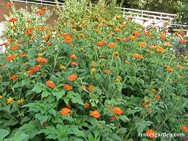 Heirloom Torch Tithonia