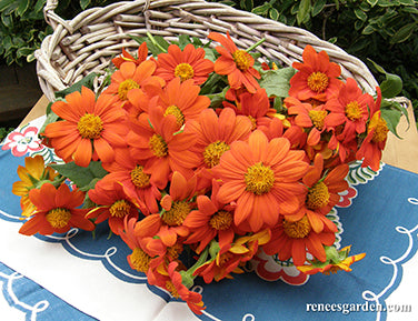 Heirloom Torch Tithonia