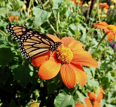 Heirloom Torch Tithonia