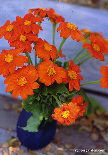 Heirloom Torch Tithonia