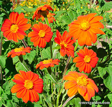 Heirloom Torch Tithonia