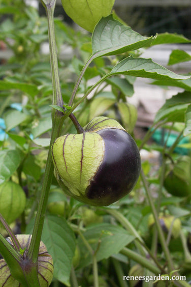 'Two Color Fiesta' Mexican Tomatillos | Renee's Garden Seeds