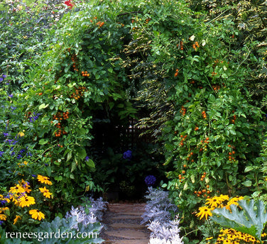 'Sungold' Orange Cherry Tomatoes | Renee's Garden Seeds