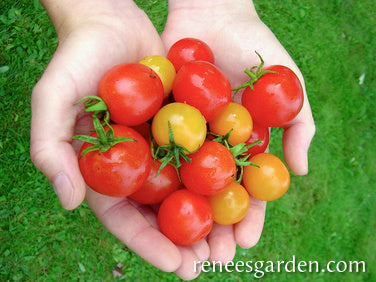 Clear Juice from Cherry Tomatoes – A Gardener's Table