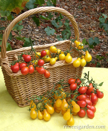 Red & Yellow Pear