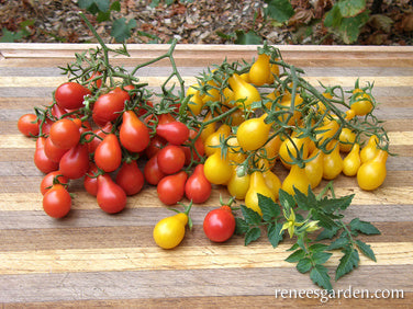 Red & Yellow Pear