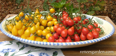 Red & Yellow Pear