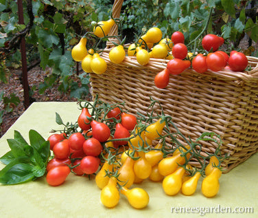 Red & Yellow Pear