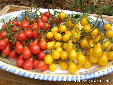 Red & Yellow Pear