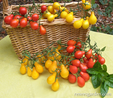 Red & Yellow Pear