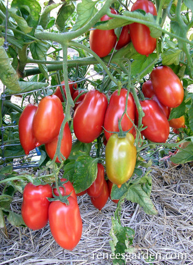 Italian San Marzano