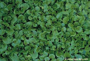 English Watercress