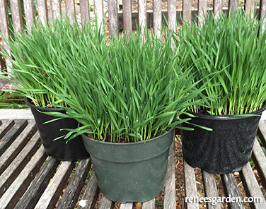 Wheatgrass For Juicing