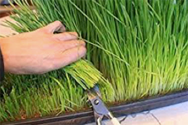 Wheatgrass For Juicing