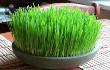 Wheatgrass For Juicing