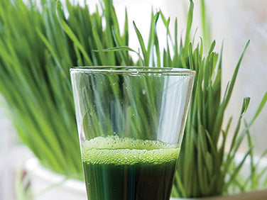 Wheatgrass For Juicing