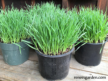 Wheatgrass For Juicing