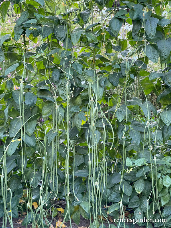 Yard Long Noodle King