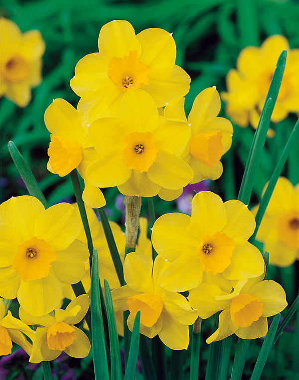Ultra Fine Glitter Pearlescent (jar): Daffodil Yellow