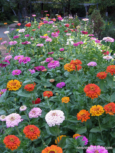 Heirloom Rainbow Flowers Colorful, Carefree Zinnias