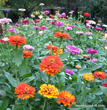 Heirloom Rainbow Flowers Colorful, Carefree Zinnias