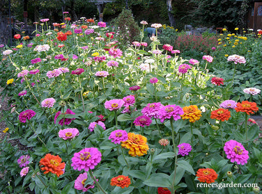 Heirloom Rainbow Flowers Colorful, Carefree Zinnias