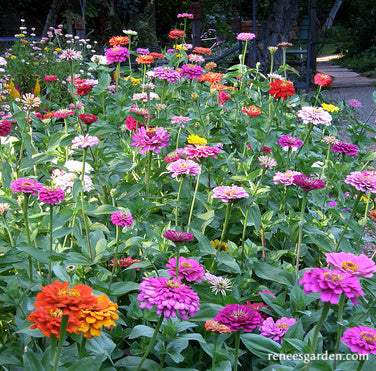 Heirloom Rainbow Flowers Colorful, Carefree Zinnias