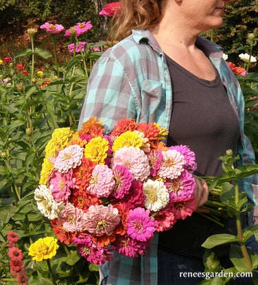 Heirloom Rainbow Flowers Colorful, Carefree Zinnias