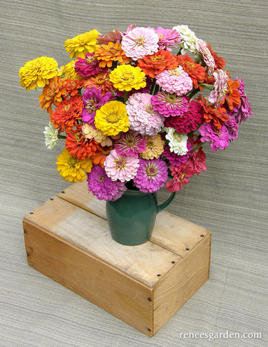 Heirloom Rainbow Flowers Colorful, Carefree Zinnias