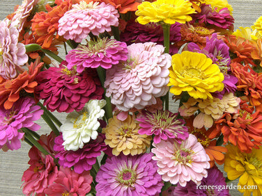 Heirloom Rainbow Flowers Colorful, Carefree Zinnias