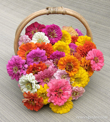 Heirloom Rainbow Flowers Colorful, Carefree Zinnias