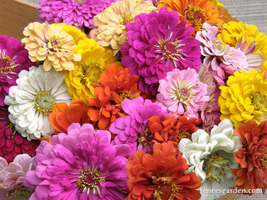 Heirloom Rainbow Flowers Colorful, Carefree Zinnias