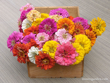 Heirloom Rainbow Flowers Colorful, Carefree Zinnias