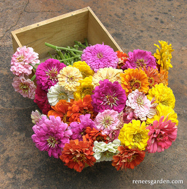 Heirloom Rainbow Flowers Colorful, Carefree Zinnias