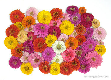 Heirloom Rainbow Flowers Colorful, Carefree Zinnias