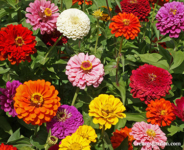 'State Fair Gold Medal' Heirloom Butterfly Zinnia Mix | Renee's Garden ...